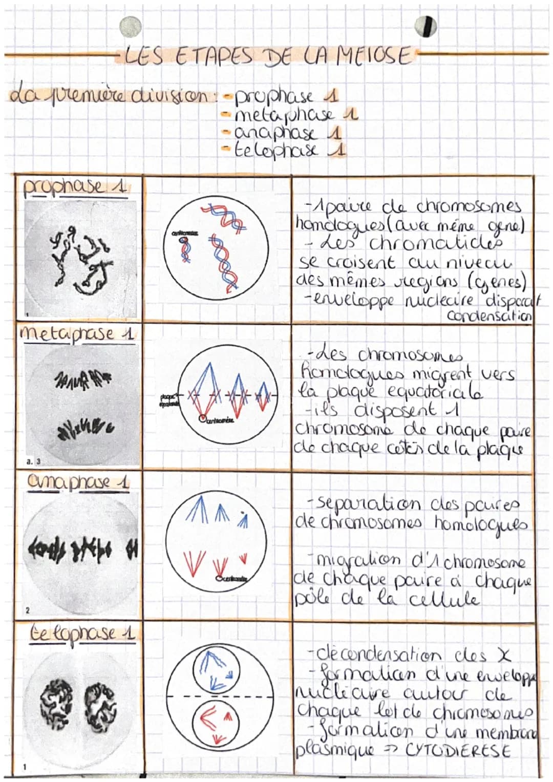 chop transmission,
variation
tw
Definitions
et expression du patrimoine
genetique
• cellute oeufs Mere cellule de l'individu,
issu de la fec