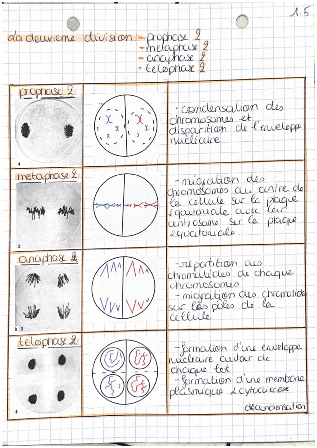 chop transmission,
variation
tw
Definitions
et expression du patrimoine
genetique
• cellute oeufs Mere cellule de l'individu,
issu de la fec