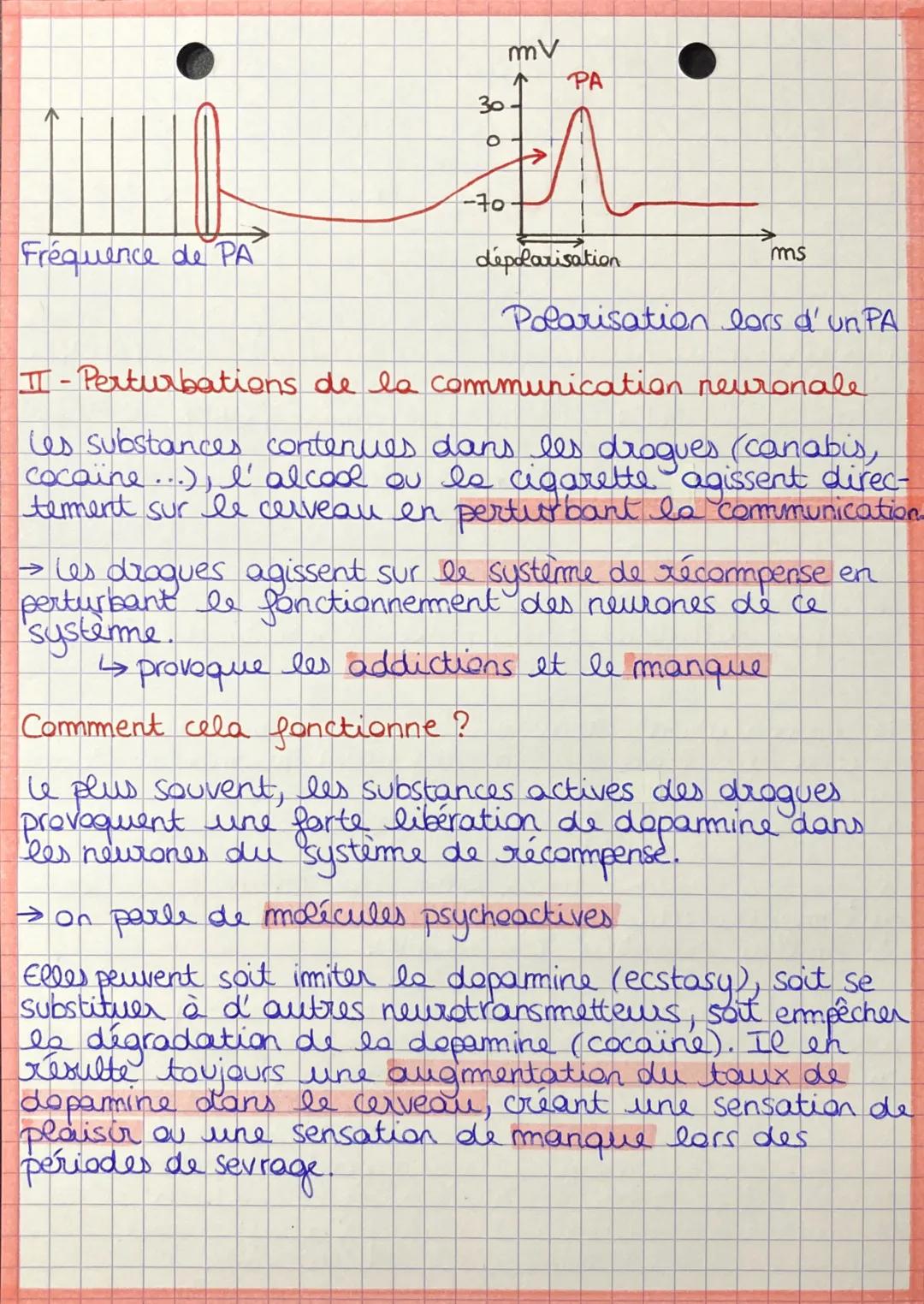Fondements de la communi-
cation neuronale
→ la communication entre les neurones repose sur
des échanges de neurotransmetteurs et sur la pro