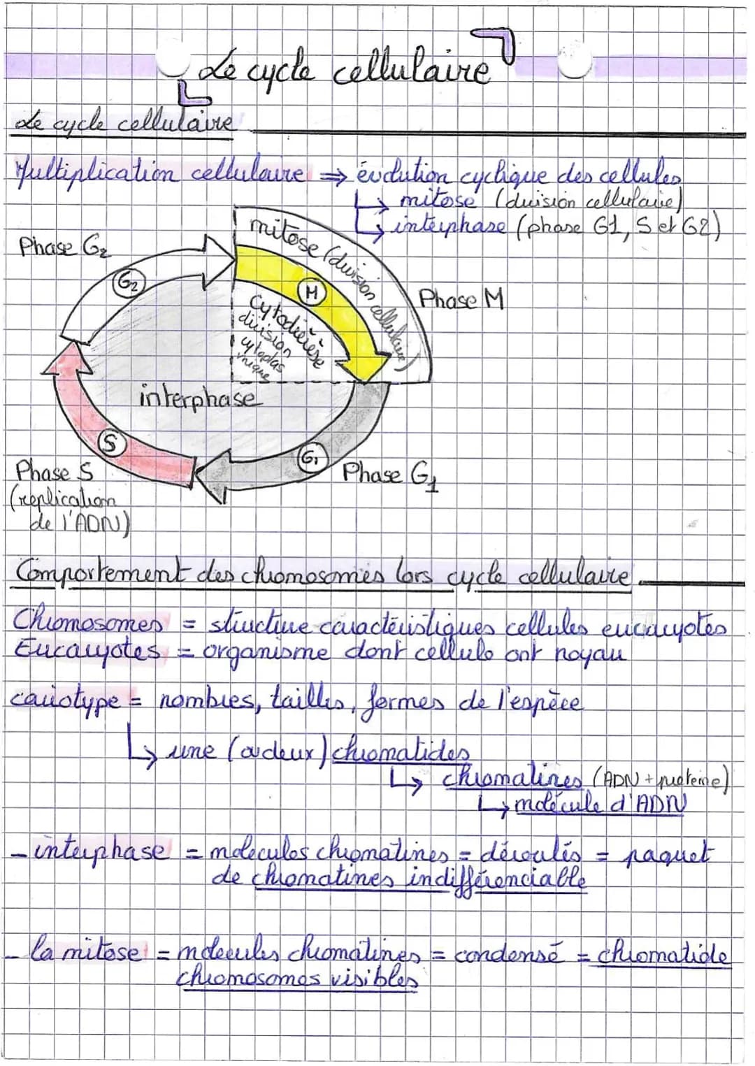 Le cycle cellulaire
fultiplication cellulaire
Phase G₂
S
Phase S
Creplication
Le cycle cellulaire
de l'ADN)
mitose (duision
H
cytodarse
ique