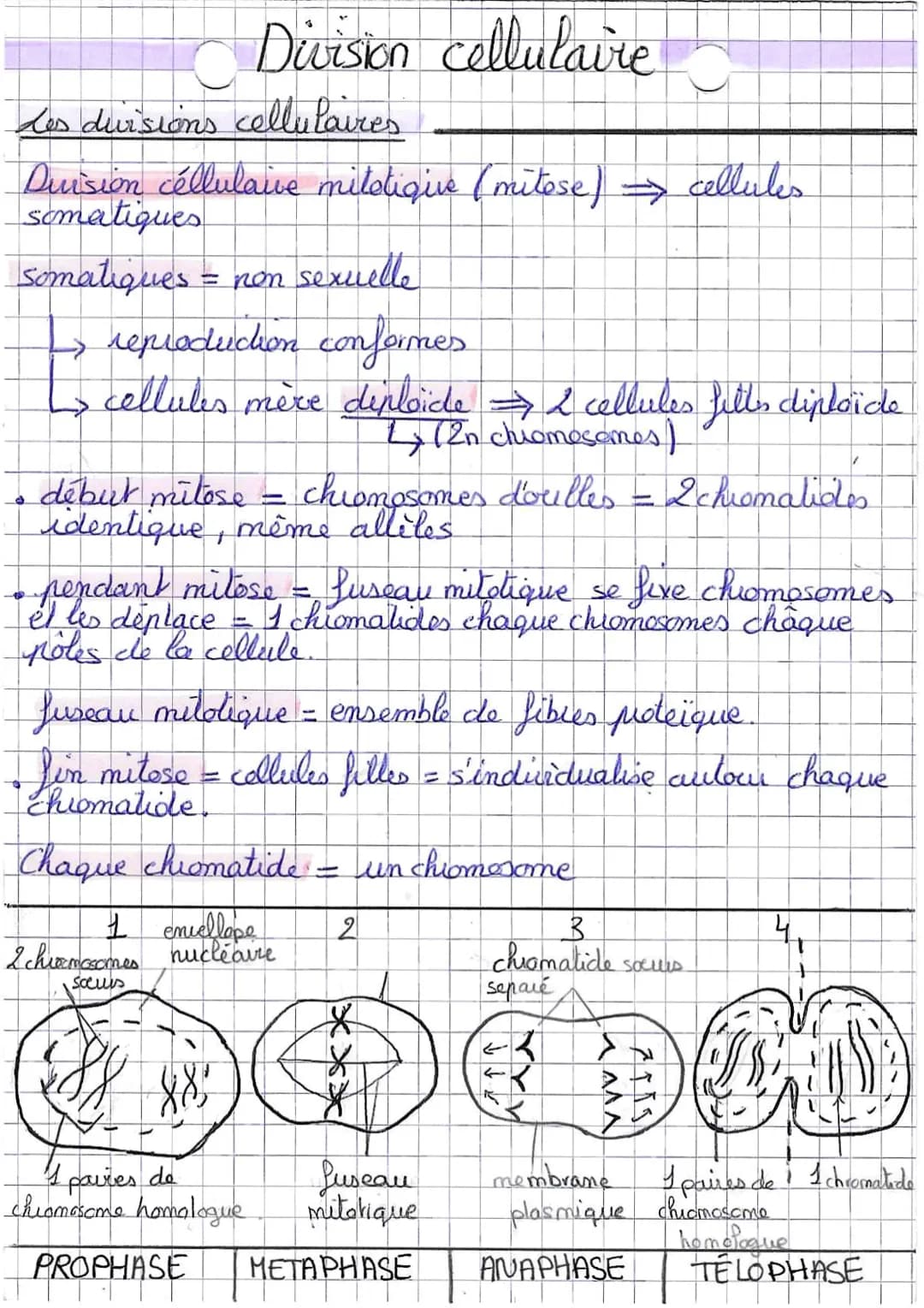 Le cycle cellulaire
fultiplication cellulaire
Phase G₂
S
Phase S
Creplication
Le cycle cellulaire
de l'ADN)
mitose (duision
H
cytodarse
ique