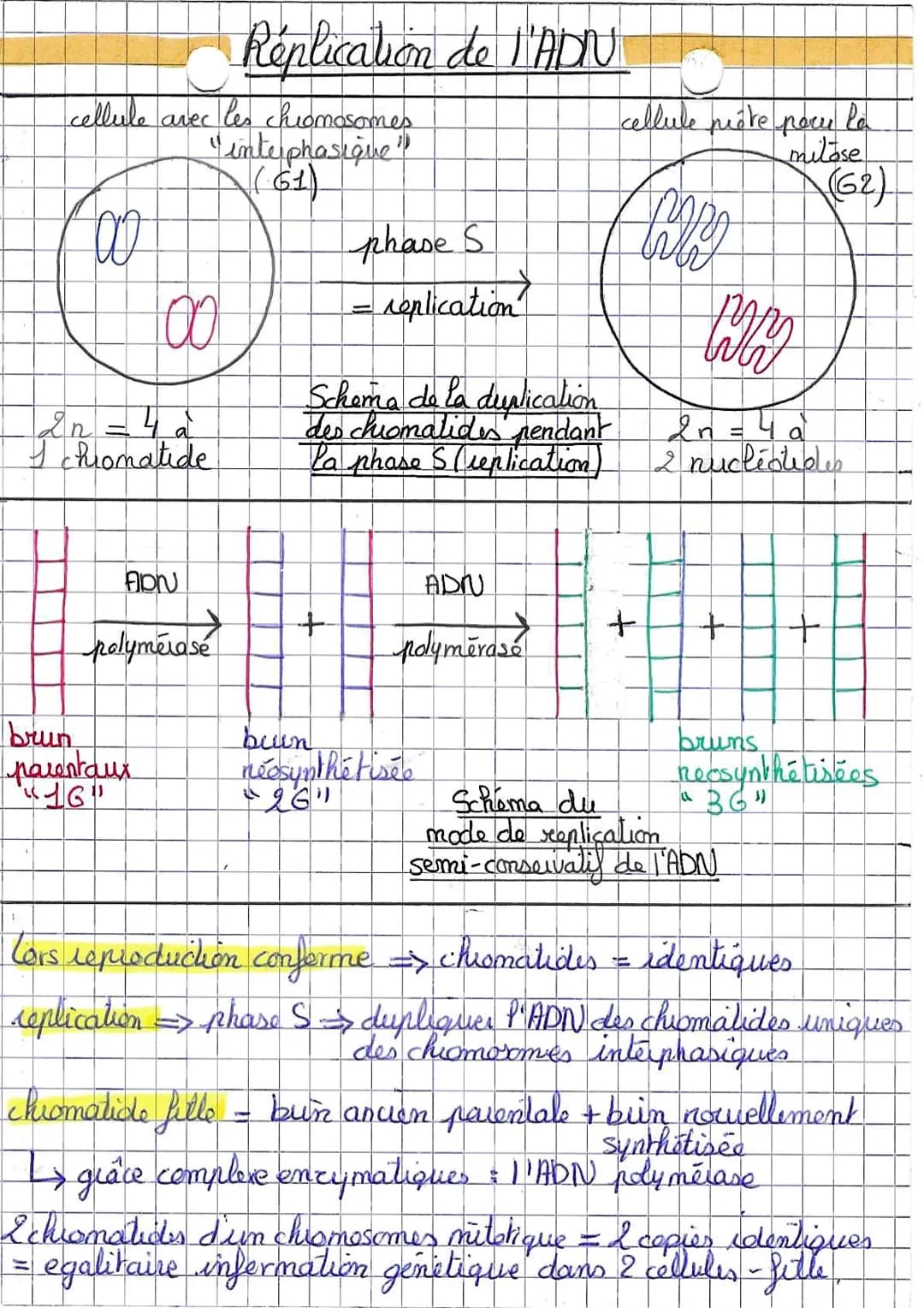 Le cycle cellulaire
fultiplication cellulaire
Phase G₂
S
Phase S
Creplication
Le cycle cellulaire
de l'ADN)
mitose (duision
H
cytodarse
ique