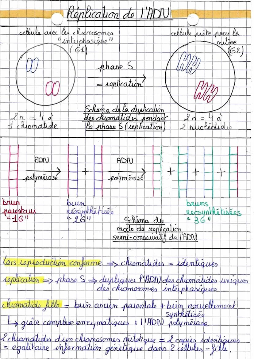 Le cycle cellulaire
fultiplication cellulaire
Phase G₂
S
Phase S
Creplication
Le cycle cellulaire
de l'ADN)
mitose (duision
H
cytodarse
ique