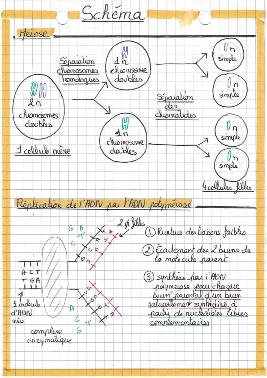 Le cycle cellulaire
fultiplication cellulaire
Phase G₂
S
Phase S
Creplication
Le cycle cellulaire
de l'ADN)
mitose (duision
H
cytodarse
ique