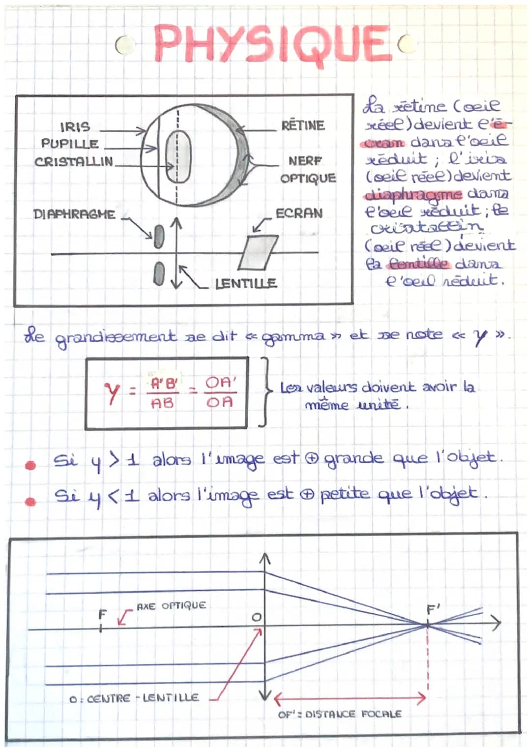 G
IRIS
PUPILLE
CRISTALLIN.
DIAPHRAGME
PHYSIQUE
D
ON
LENTILLE
AXE OPTIQUE
RETINE
O CENTRE -LENTILLE
NERF
OPTIQUE
ECRAN
de grandissement ae di