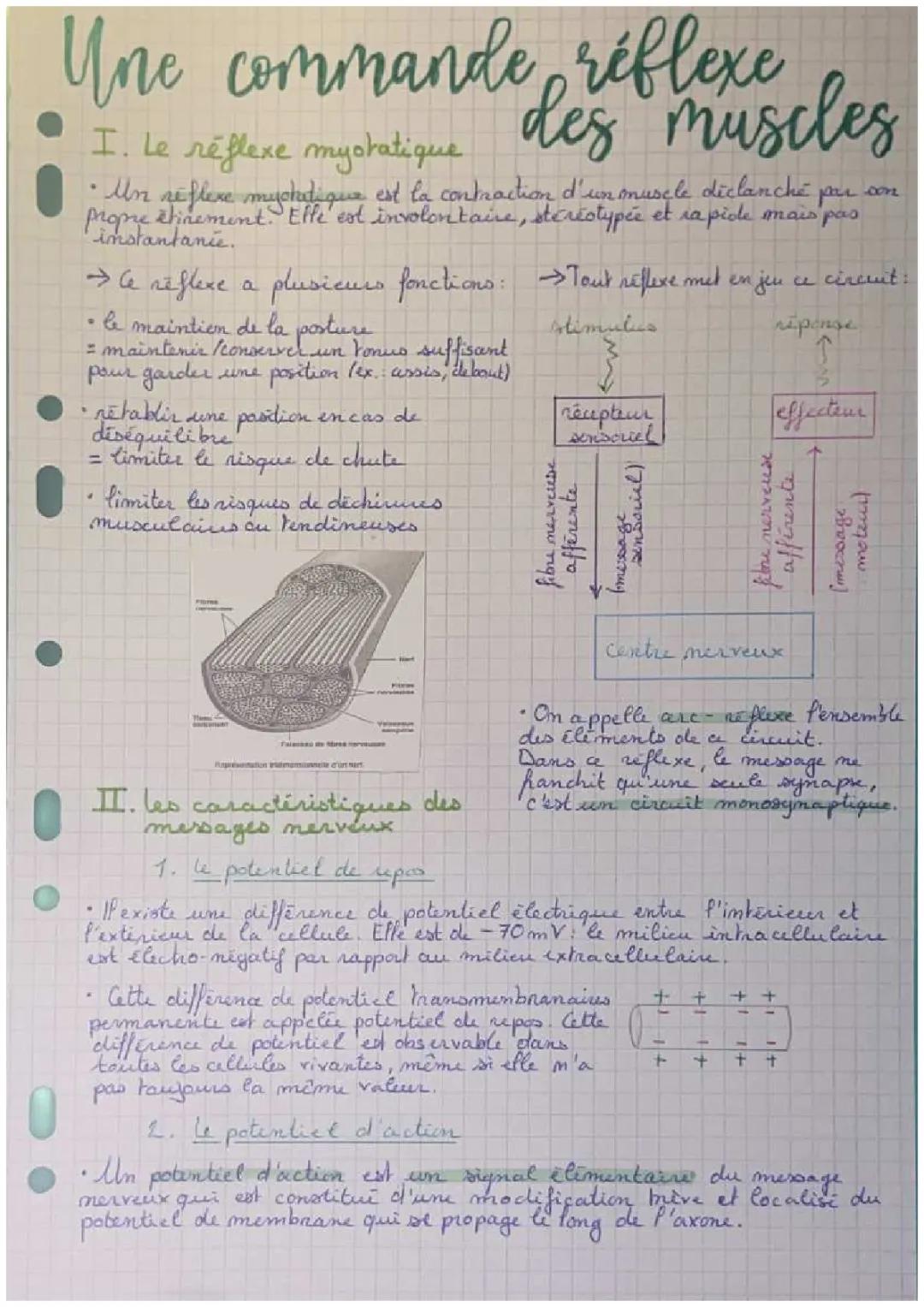 Une commande réflexe des muscles