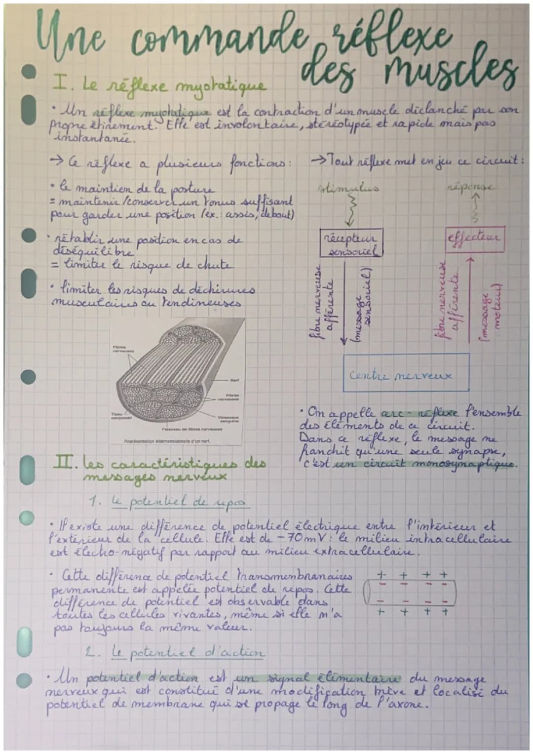 Une commande réflexe
I. Le réflere mystatique des muscles
♥
Un réflexe mystatique est la contraction d'un muscle diclanché
propre
shinement.