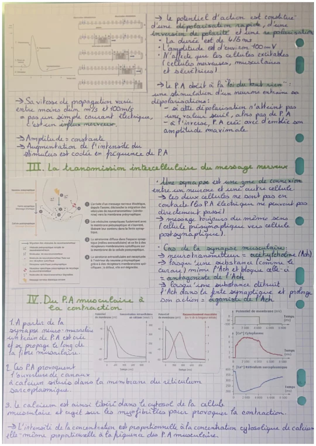 Une commande réflexe
I. Le réflere mystatique des muscles
♥
Un réflexe mystatique est la contraction d'un muscle diclanché
propre
shinement.