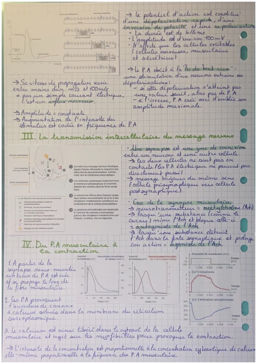 Une commande réflexe
I. Le réflere mystatique des muscles
♥
Un réflexe mystatique est la contraction d'un muscle diclanché
propre
shinement.