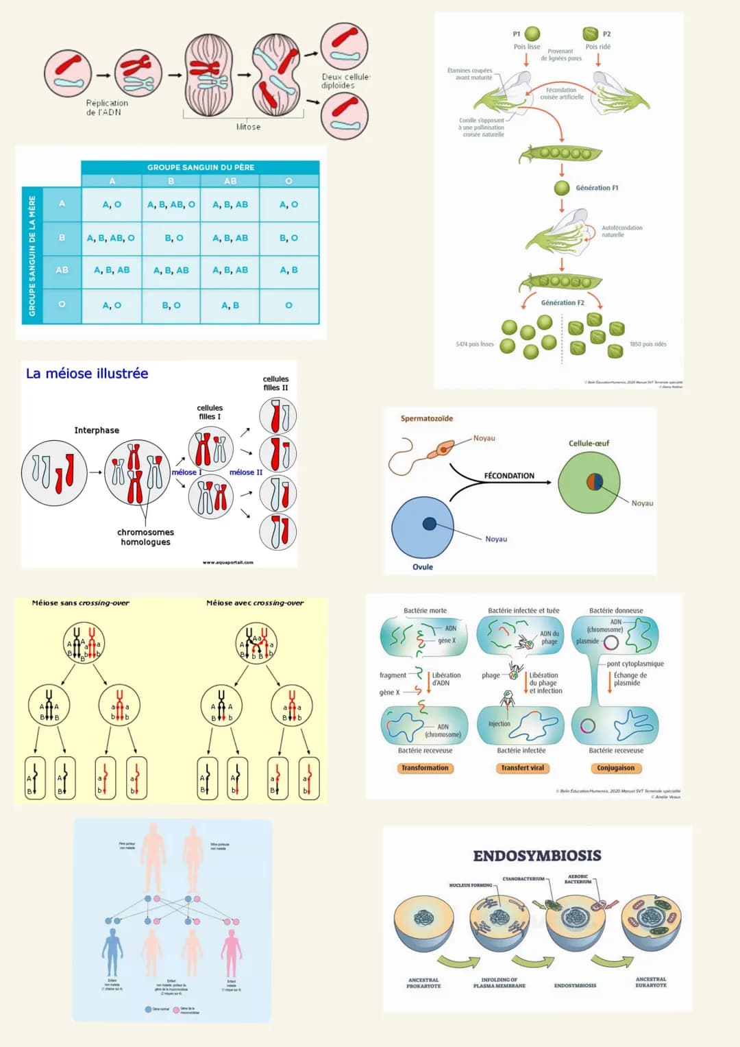 Arguments :
Chapitre 1 : Génétique
-Schéma mitose, lignée cellulaire
-Expérience de Mono-hybridisme de Gregor Mendel : l'analyse statistique