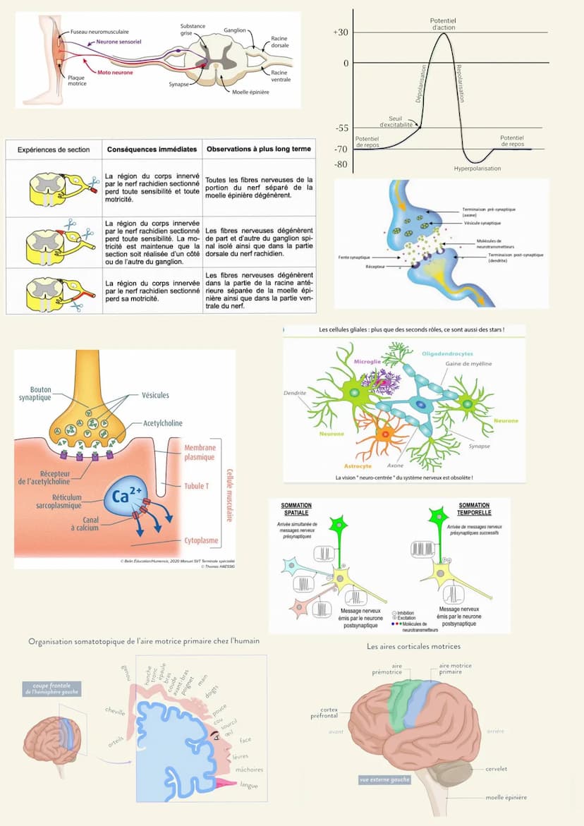 Arguments :
Chapitre 1 : Génétique
-Schéma mitose, lignée cellulaire
-Expérience de Mono-hybridisme de Gregor Mendel : l'analyse statistique