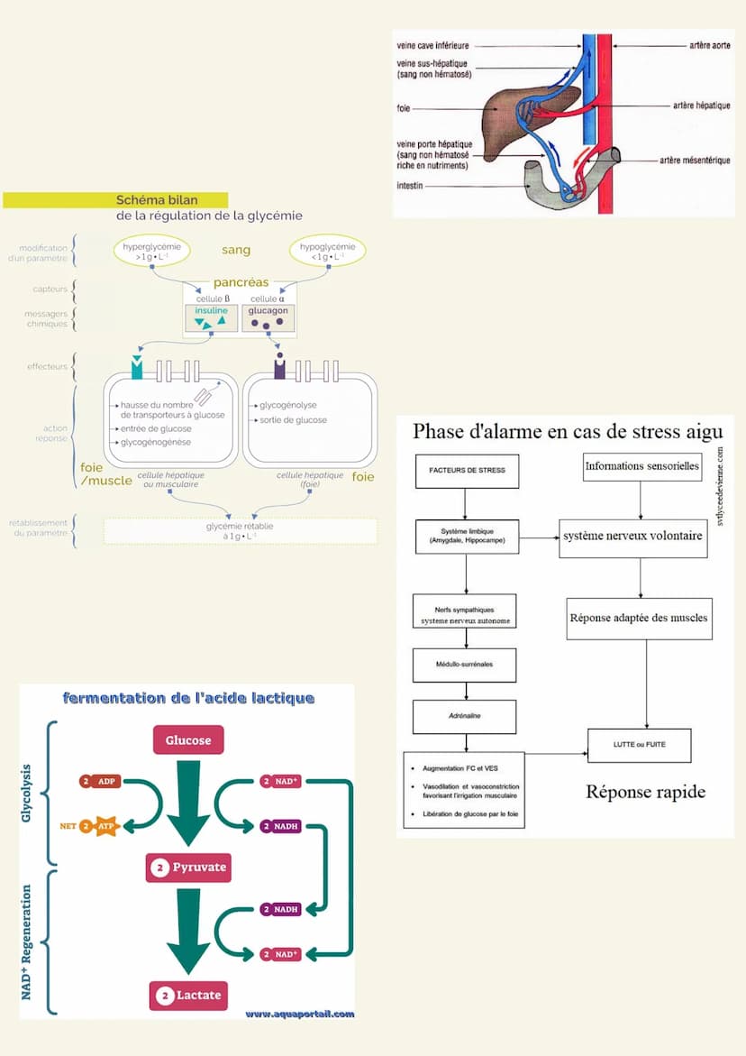 Arguments :
Chapitre 1 : Génétique
-Schéma mitose, lignée cellulaire
-Expérience de Mono-hybridisme de Gregor Mendel : l'analyse statistique