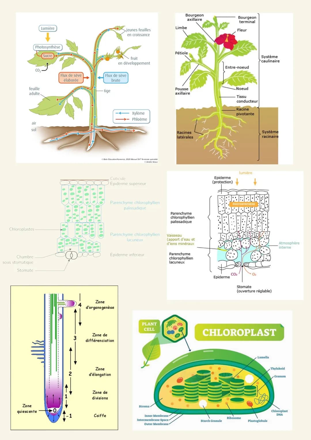 Arguments :
Chapitre 1 : Génétique
-Schéma mitose, lignée cellulaire
-Expérience de Mono-hybridisme de Gregor Mendel : l'analyse statistique