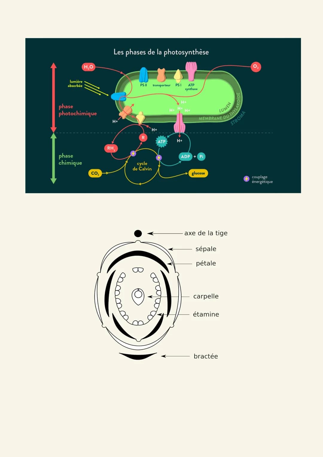 Arguments :
Chapitre 1 : Génétique
-Schéma mitose, lignée cellulaire
-Expérience de Mono-hybridisme de Gregor Mendel : l'analyse statistique