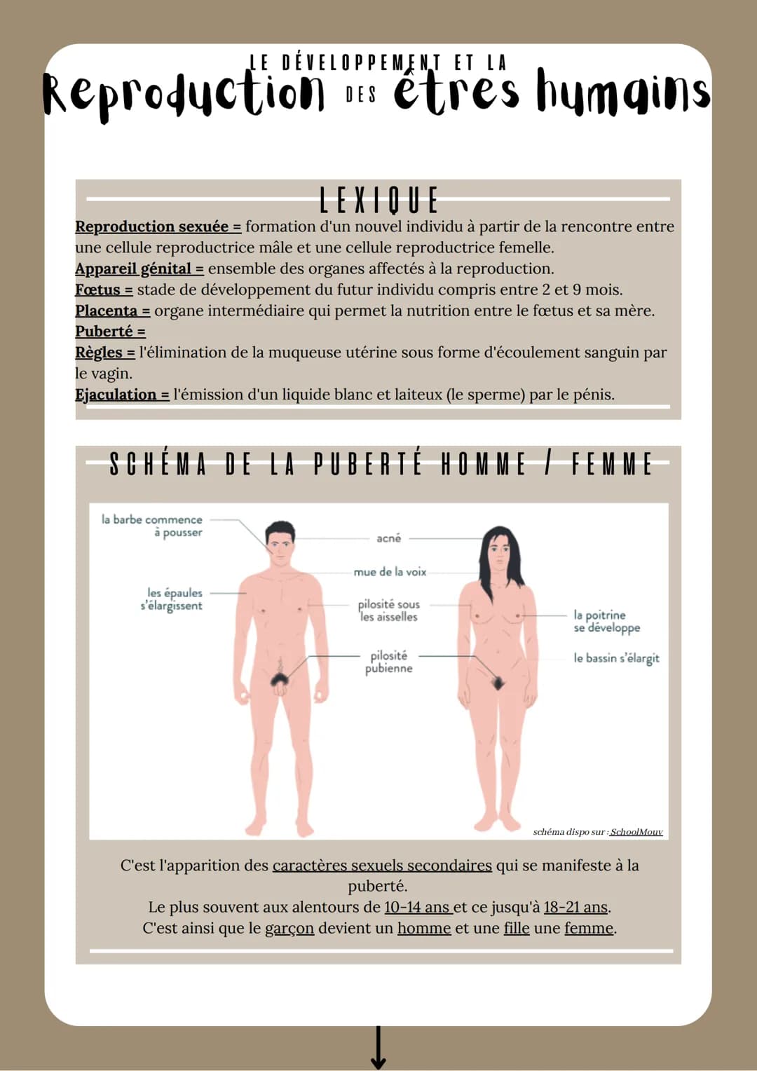 ET LA
Reproduction : étres humains
DES
LEXIQUE
Reproduction sexuée = formation d'un nouvel individu à partir de la rencontre entre
une cellu