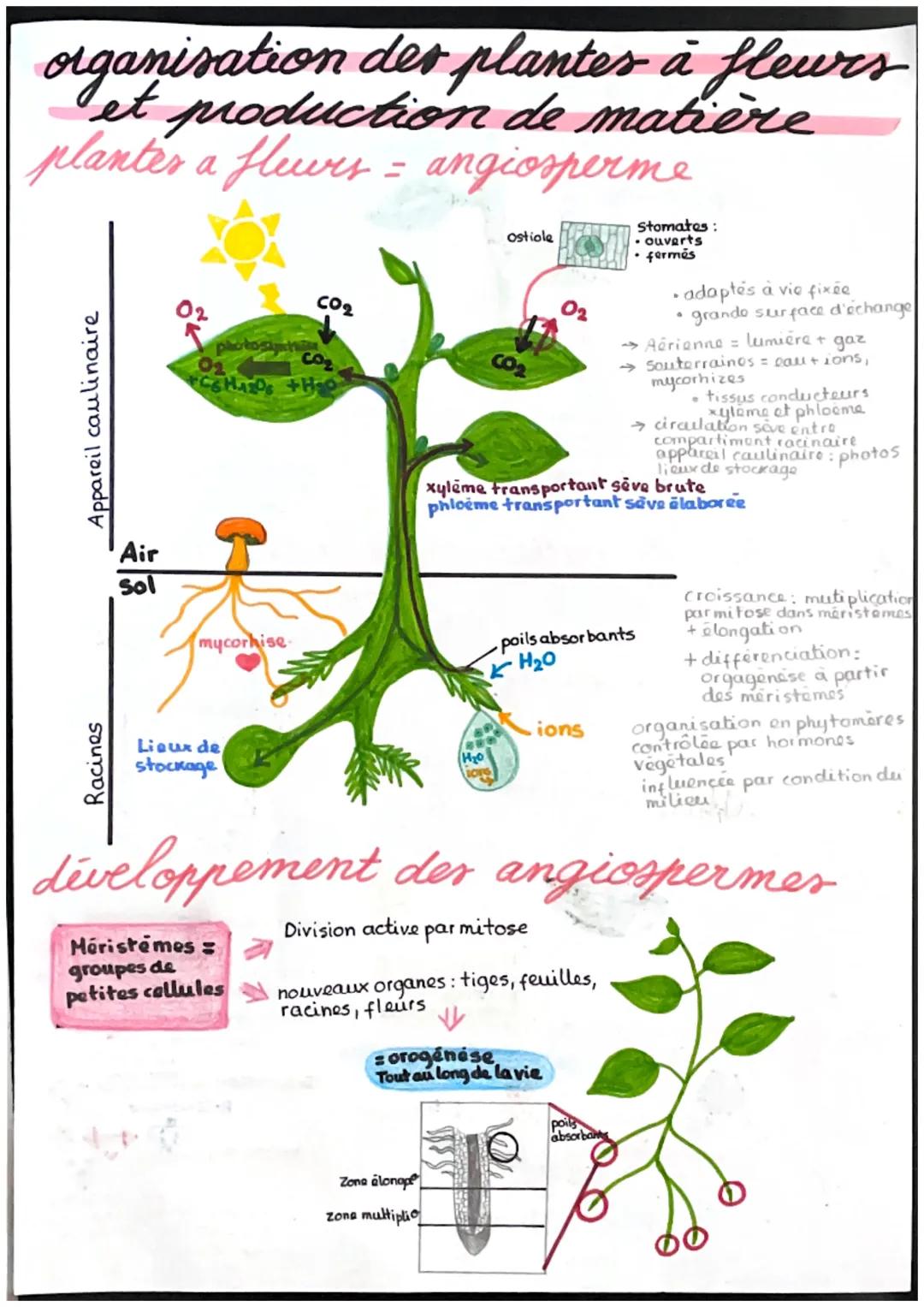 # organisation der plantes à fleurs
et production de matière
planter a fleurs = angiosperme

Appareil caulinaire

CO2

02

το

ostiole

CO₂
