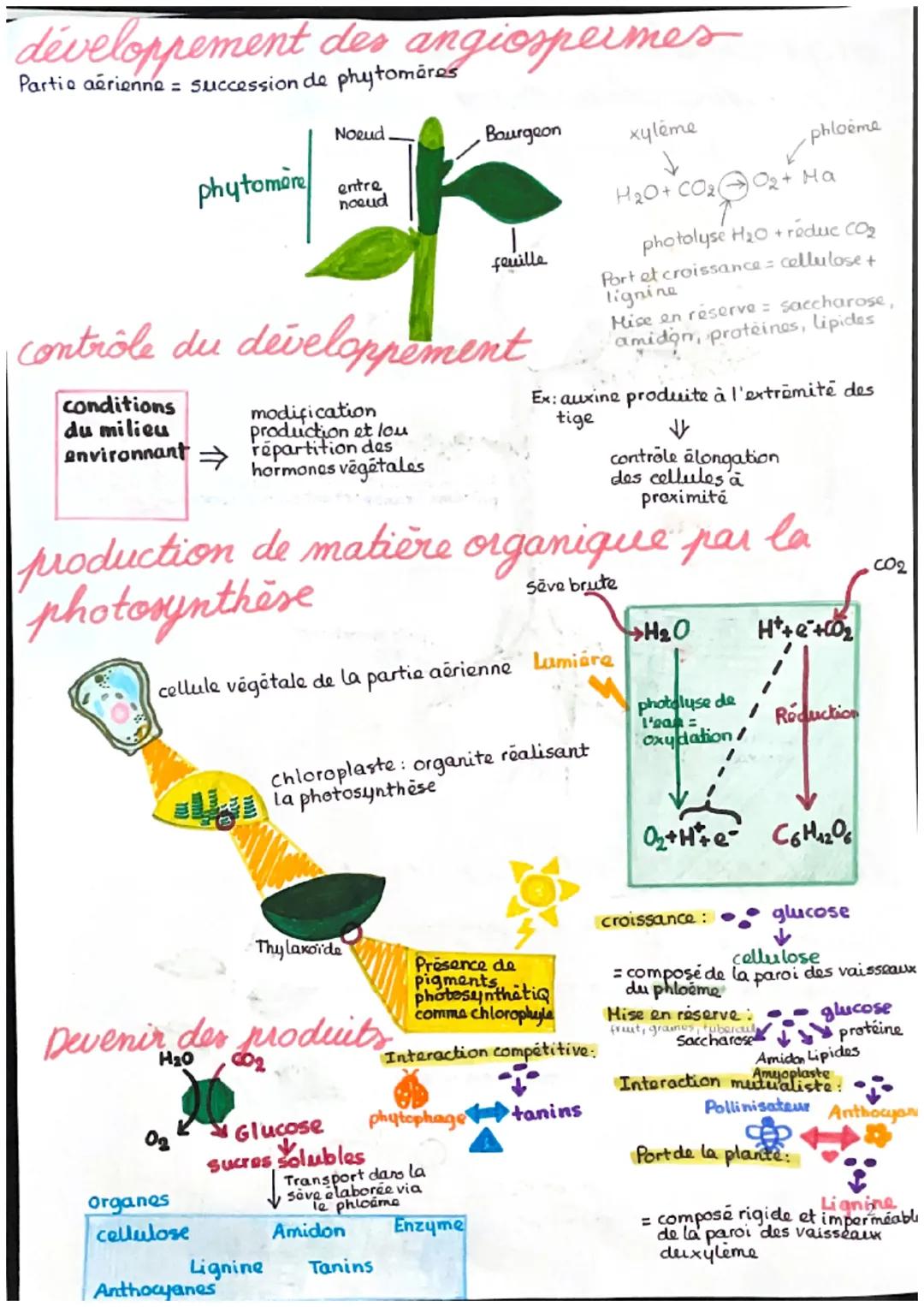 # organisation der plantes à fleurs
et production de matière
planter a fleurs = angiosperme

Appareil caulinaire

CO2

02

το

ostiole

CO₂
