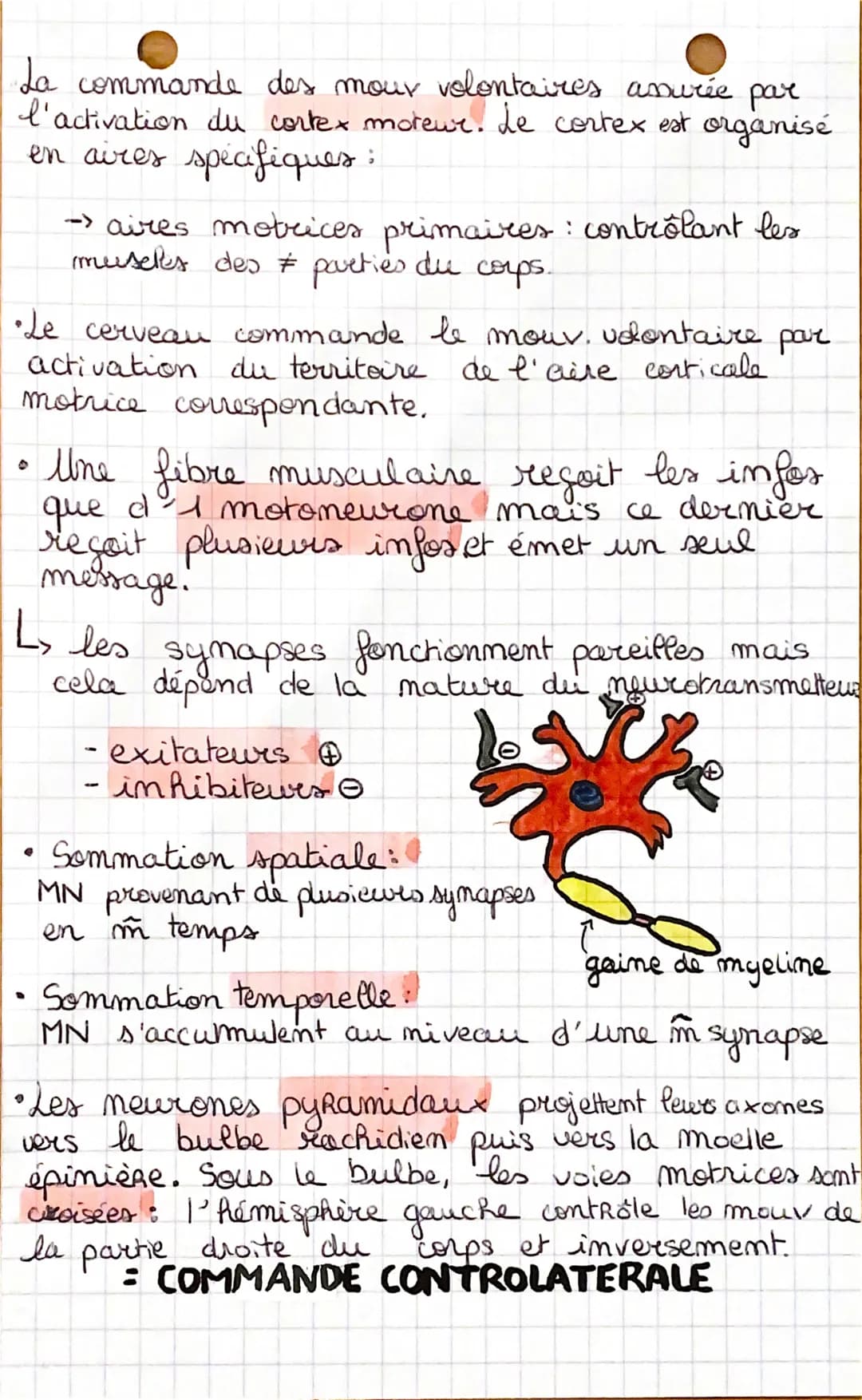 cerveau
m mouvement
cellules
les
astrocytes
les
oligodendrocytes
& de la
microglie
neurones
- tissu nerveux
moëlle
épinière
volontaire
rôle
