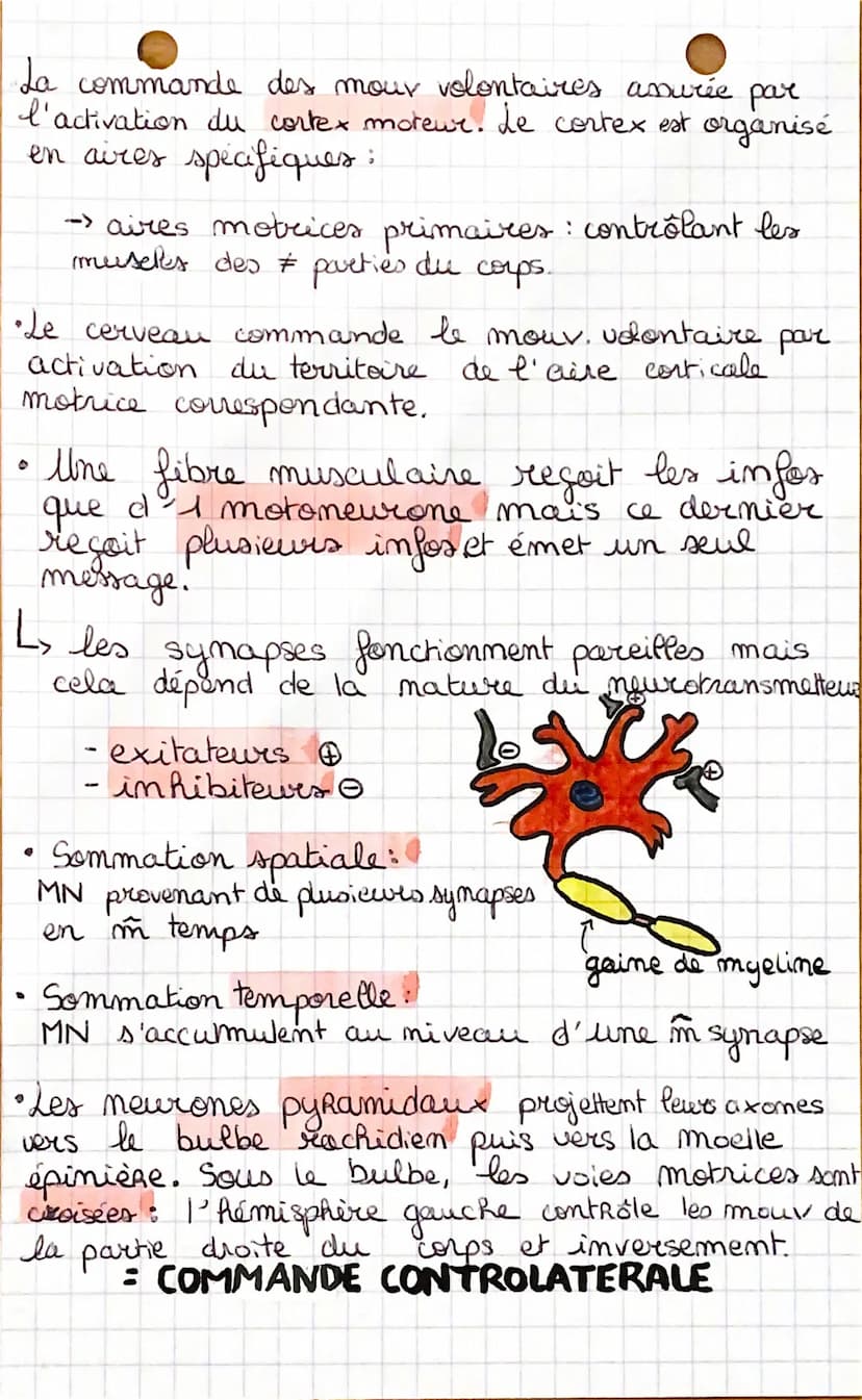 cerveau
m mouvement
cellules
les
astrocytes
les
oligodendrocytes
& de la
microglie
neurones
- tissu nerveux
moëlle
épinière
volontaire
rôle
