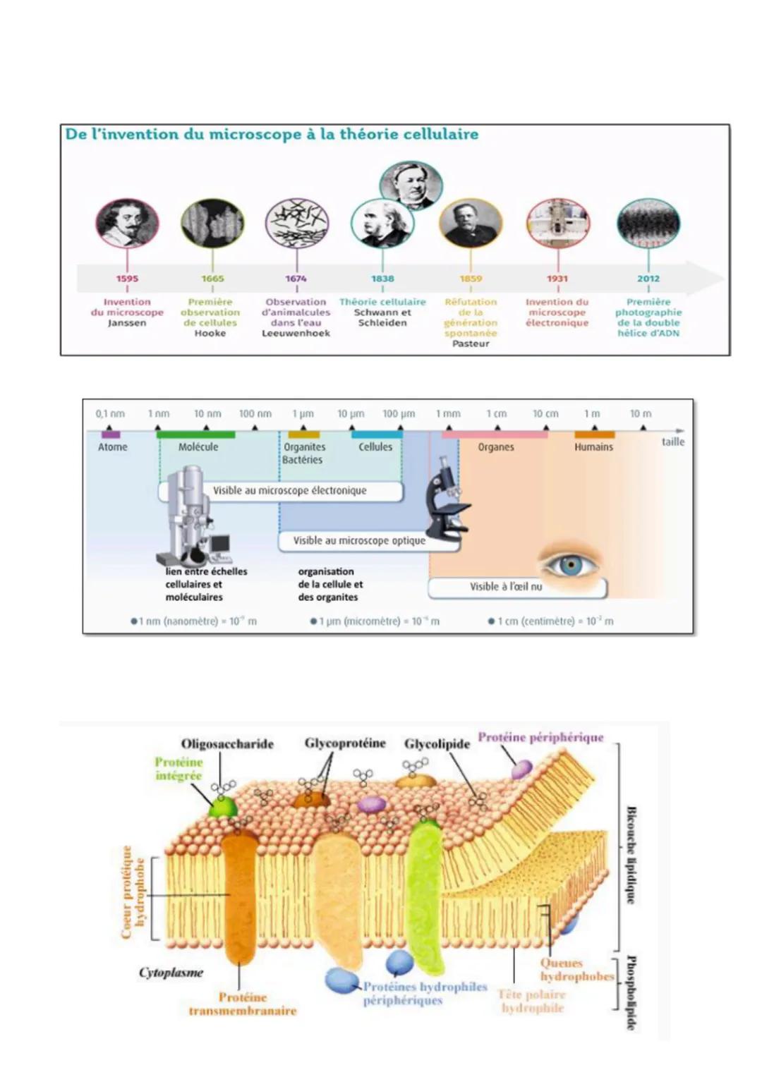 # Enseignement scientifique SVT

R.Hooke - 1667: nommé « cellules >>> les cavité observer au
microscope x10

Van Leeuwenhoek - 1673: premier