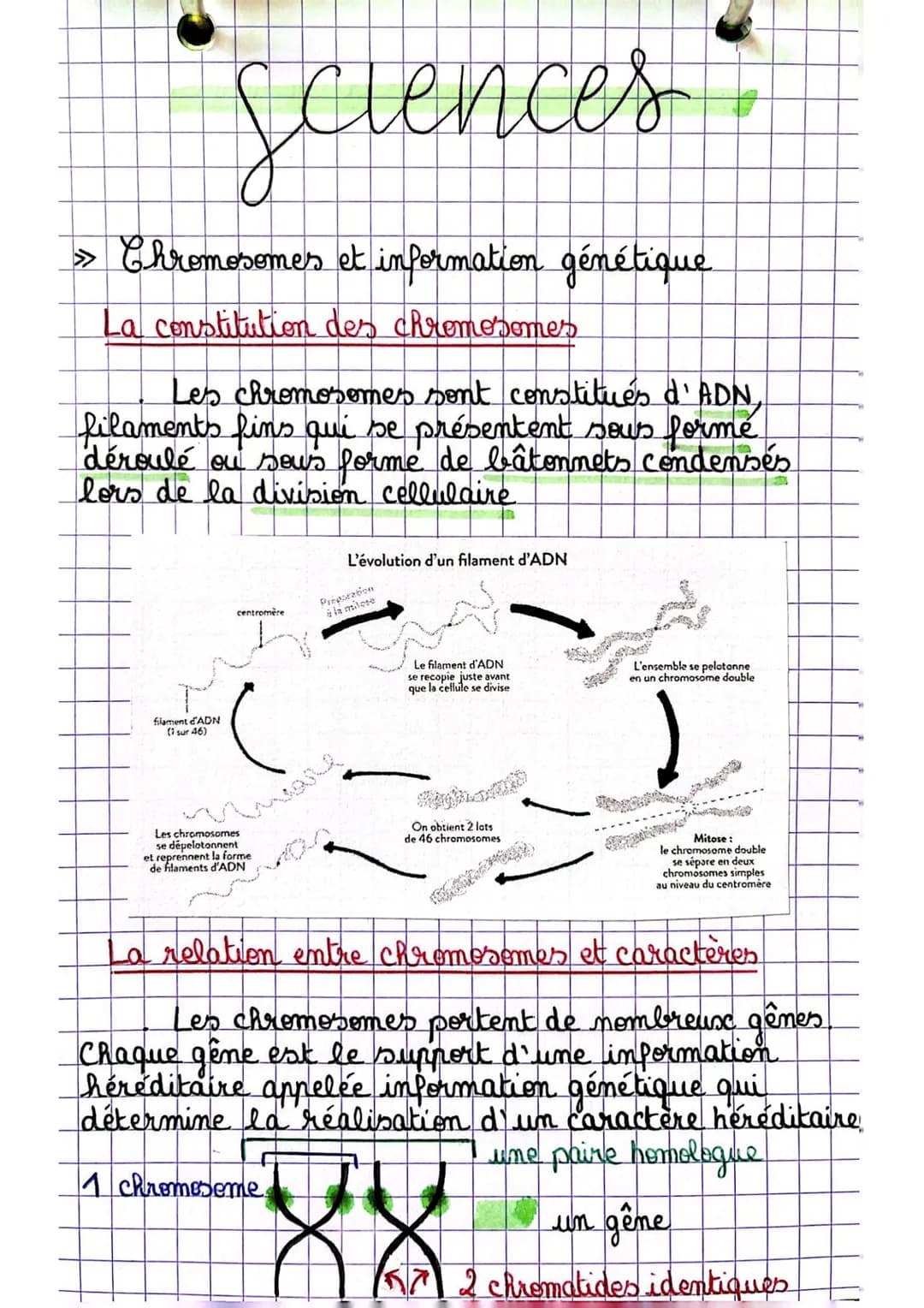 Sciences
» Chromosomes et information génétique
La constitution des chromosomes
Les chromosomes sont constitués d'ADN,
filaments fins qui se