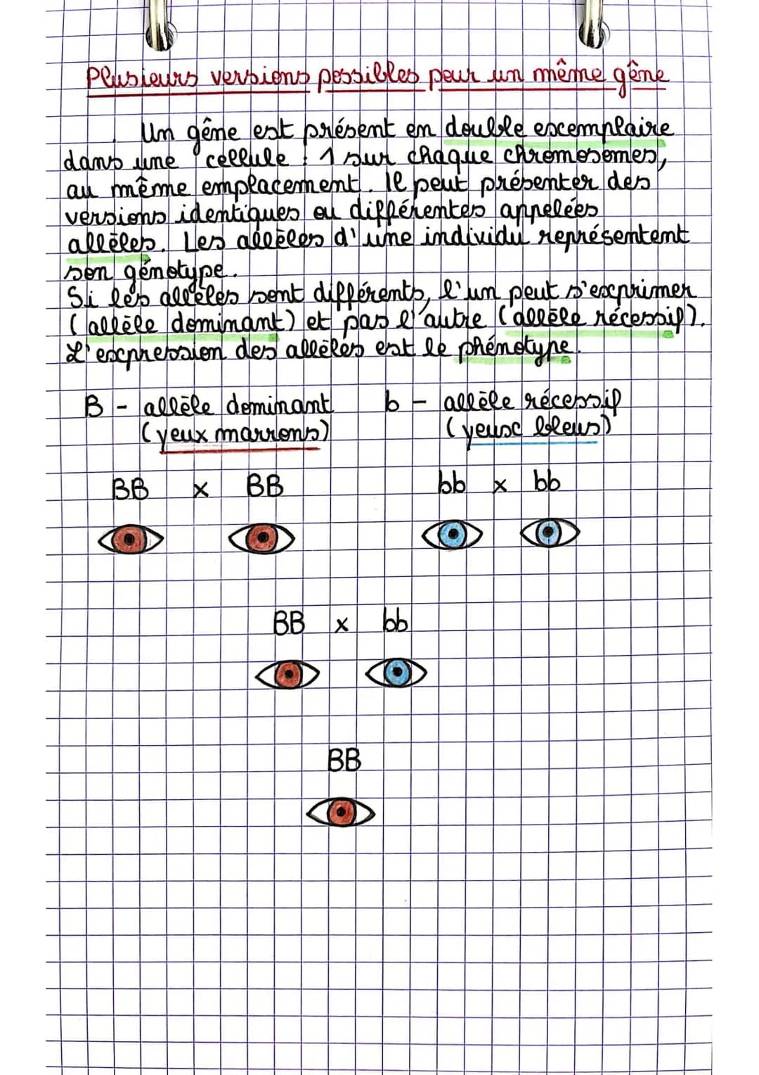 Sciences
» Chromosomes et information génétique
La constitution des chromosomes
Les chromosomes sont constitués d'ADN,
filaments fins qui se