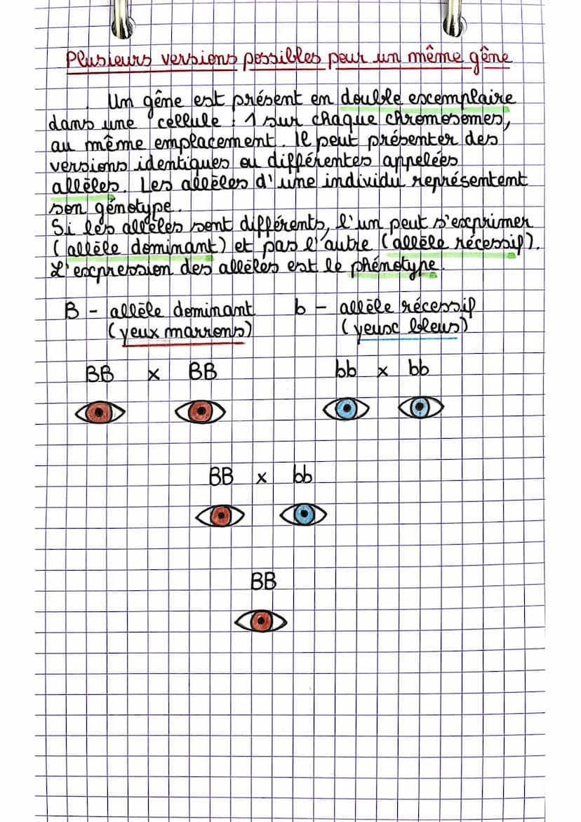 Sciences
» Chromosomes et information génétique
La constitution des chromosomes
Les chromosomes sont constitués d'ADN,
filaments fins qui se