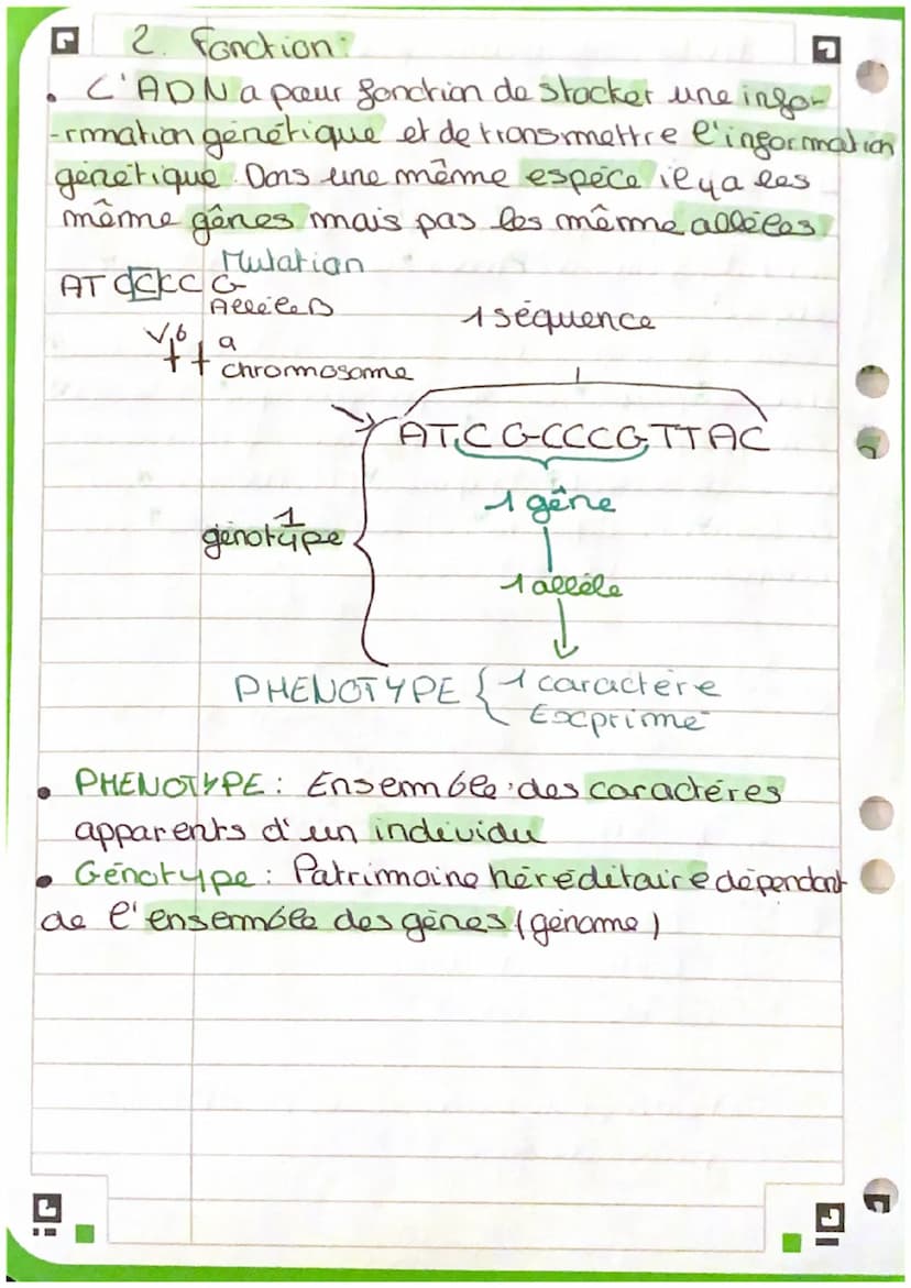 ADN: information génétique
ADN: acide desoxyribonucléaique
- C'ADN est compose do 5 alommes: carbonne,
hydrogène, oxygére, azote et phosphor