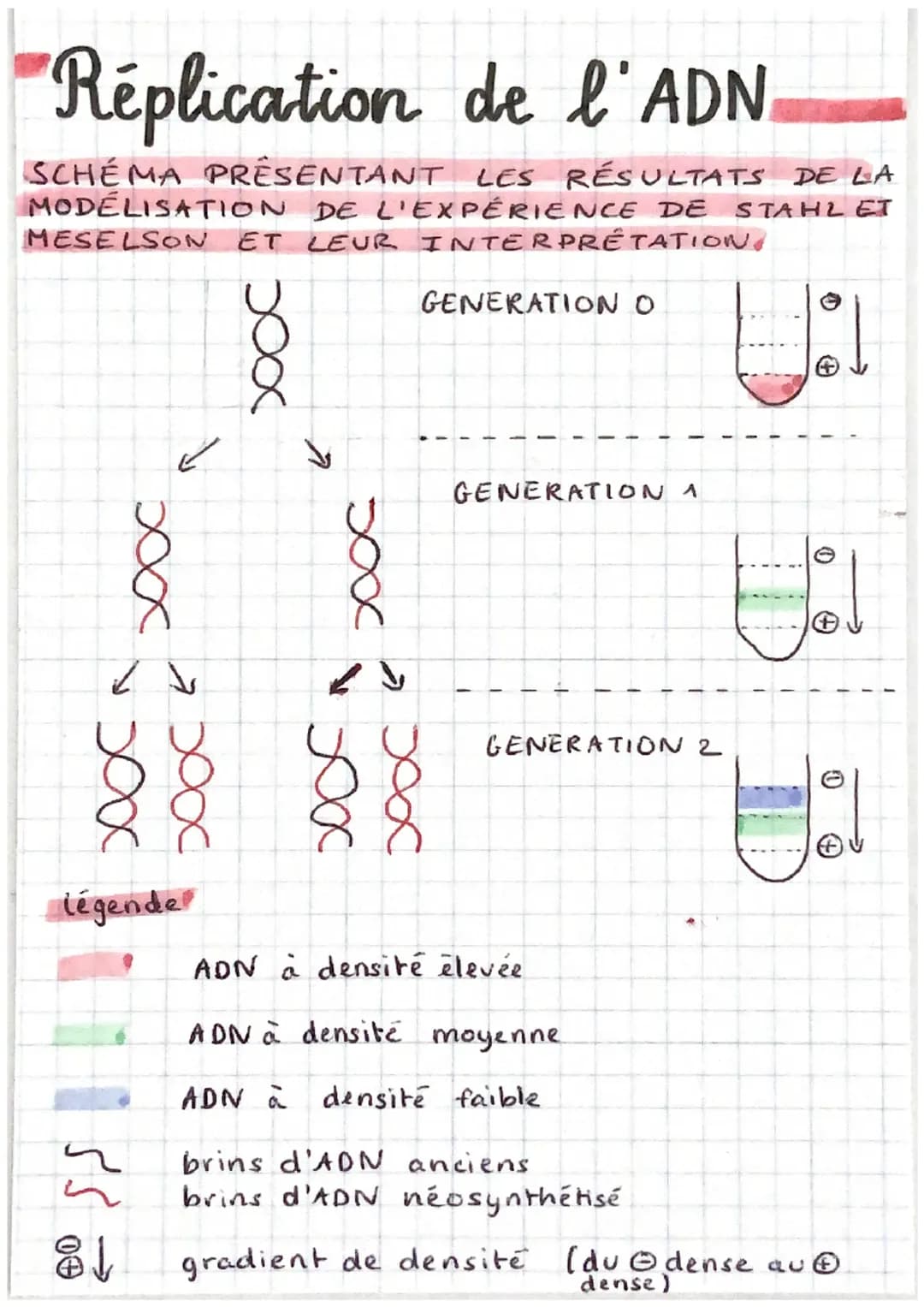 Théorie de la réplication de l’ADN