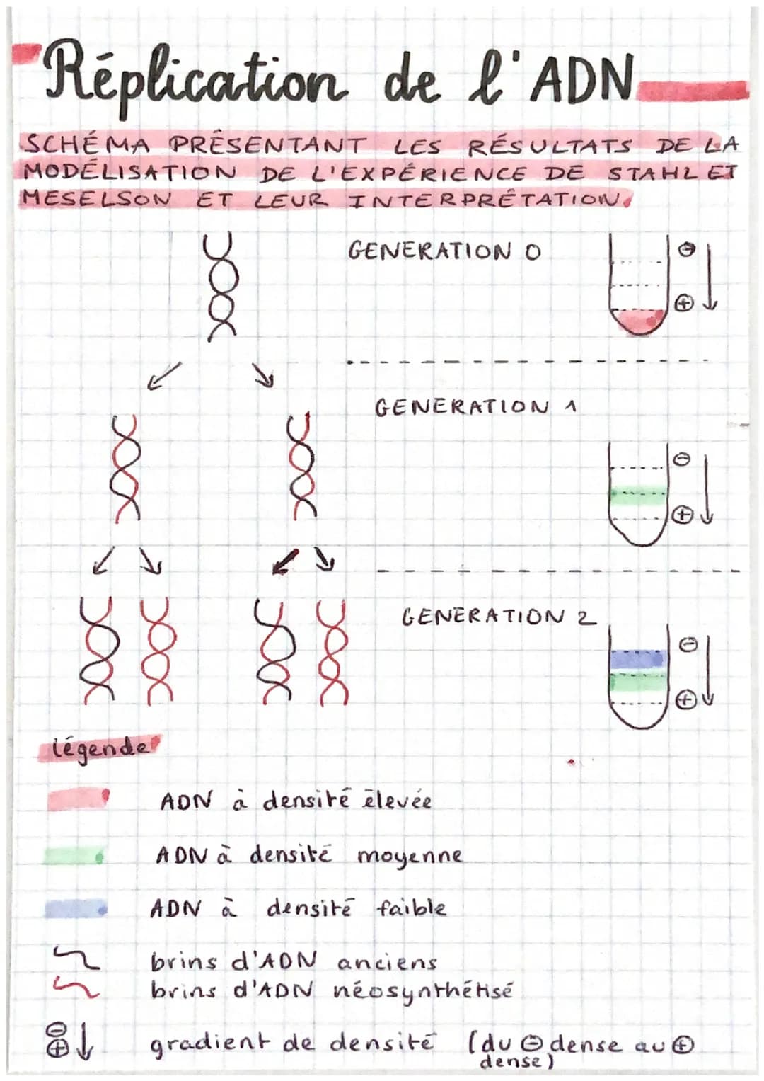 Réplication de l'ADN.
SCHÉMA PRESENTANT LES RÉSULTATS DE LA
MODÉLISATION DE L'EXPÉRIENCE DE STAHLET
MESELSON ET LEUR INTERPRÉTATION.
xxxx
Z 