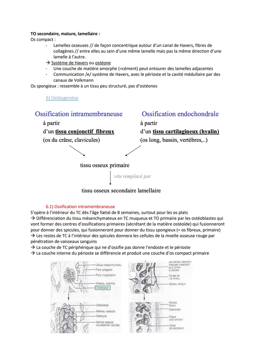 TISSU OSSEUX
1) Rôle
- Tissus le plus dur du corps humain
- Supporte les structures charnues.
- Protége des organes
- Contient la moelle oss