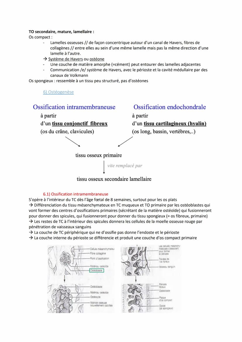 TISSU OSSEUX
1) Rôle
- Tissus le plus dur du corps humain
- Supporte les structures charnues.
- Protége des organes
- Contient la moelle oss