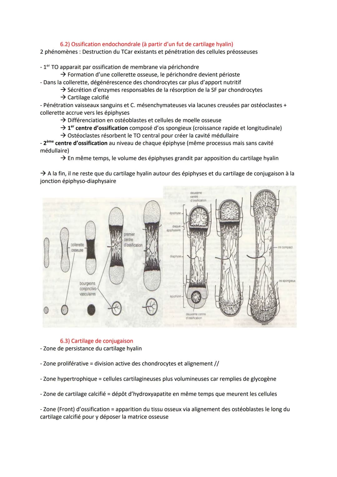TISSU OSSEUX
1) Rôle
- Tissus le plus dur du corps humain
- Supporte les structures charnues.
- Protége des organes
- Contient la moelle oss