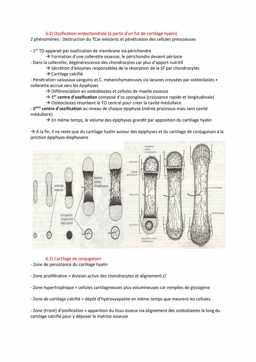 TISSU OSSEUX
1) Rôle
- Tissus le plus dur du corps humain
- Supporte les structures charnues.
- Protége des organes
- Contient la moelle oss