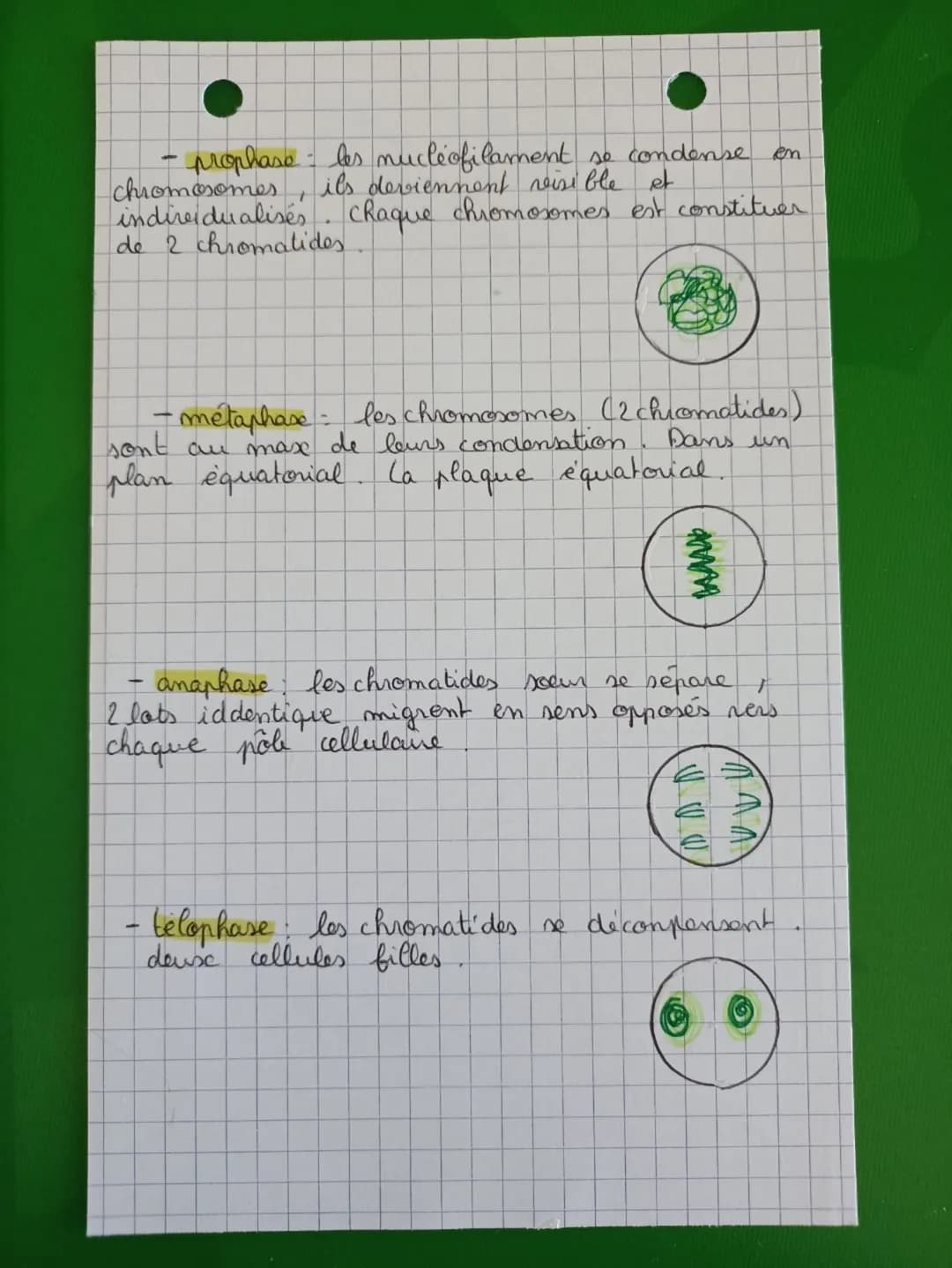 -D phase M - étape de division de la cellule
les chromosomes ne possèdent plus que 1
seule chromatide
-M (mitore): division cellulare (retou