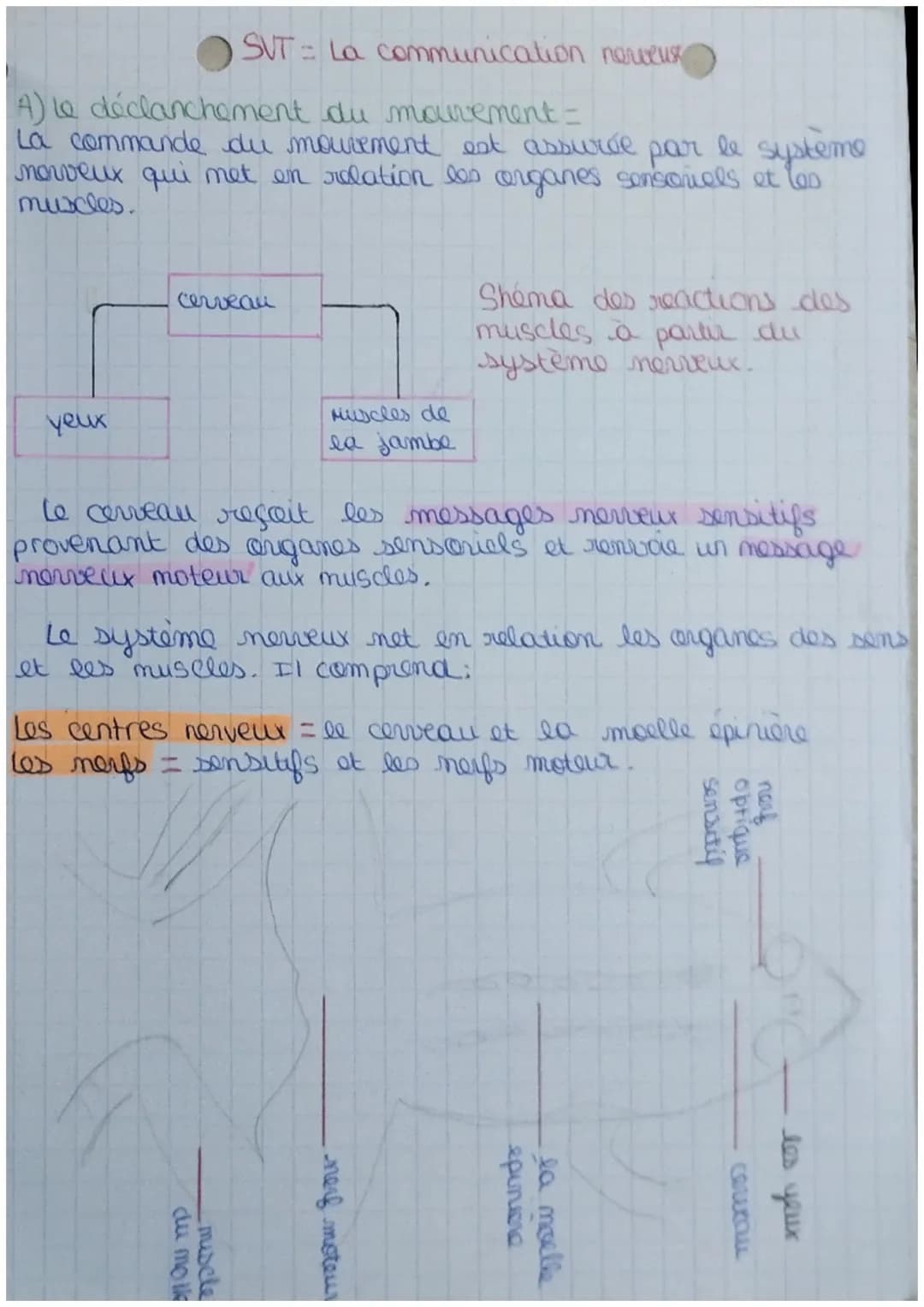 SVT: La communication nerveux
A) le déclanchement du mouvement =
La commande du mouvement est assurde le systeme
norveux qui met en relation