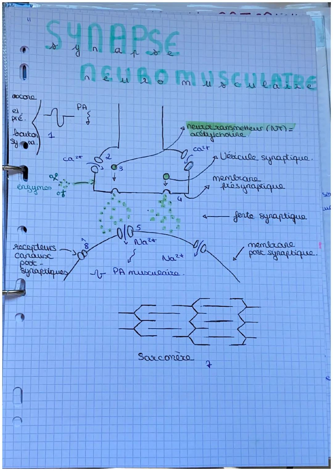 SYNAPSE

synapse

WSCULAIRE
musculai
uro

Cocona
PA
el
pré.
bauta 1

ca 20
2
3
f
enzymes of

recepteurs
Carausx
poot-
Syraptiques

0000

010