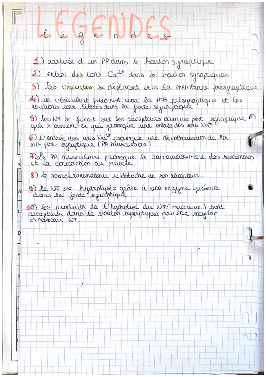 SYNAPSE

synapse

WSCULAIRE
musculai
uro

Cocona
PA
el
pré.
bauta 1

ca 20
2
3
f
enzymes of

recepteurs
Carausx
poot-
Syraptiques

0000

010
