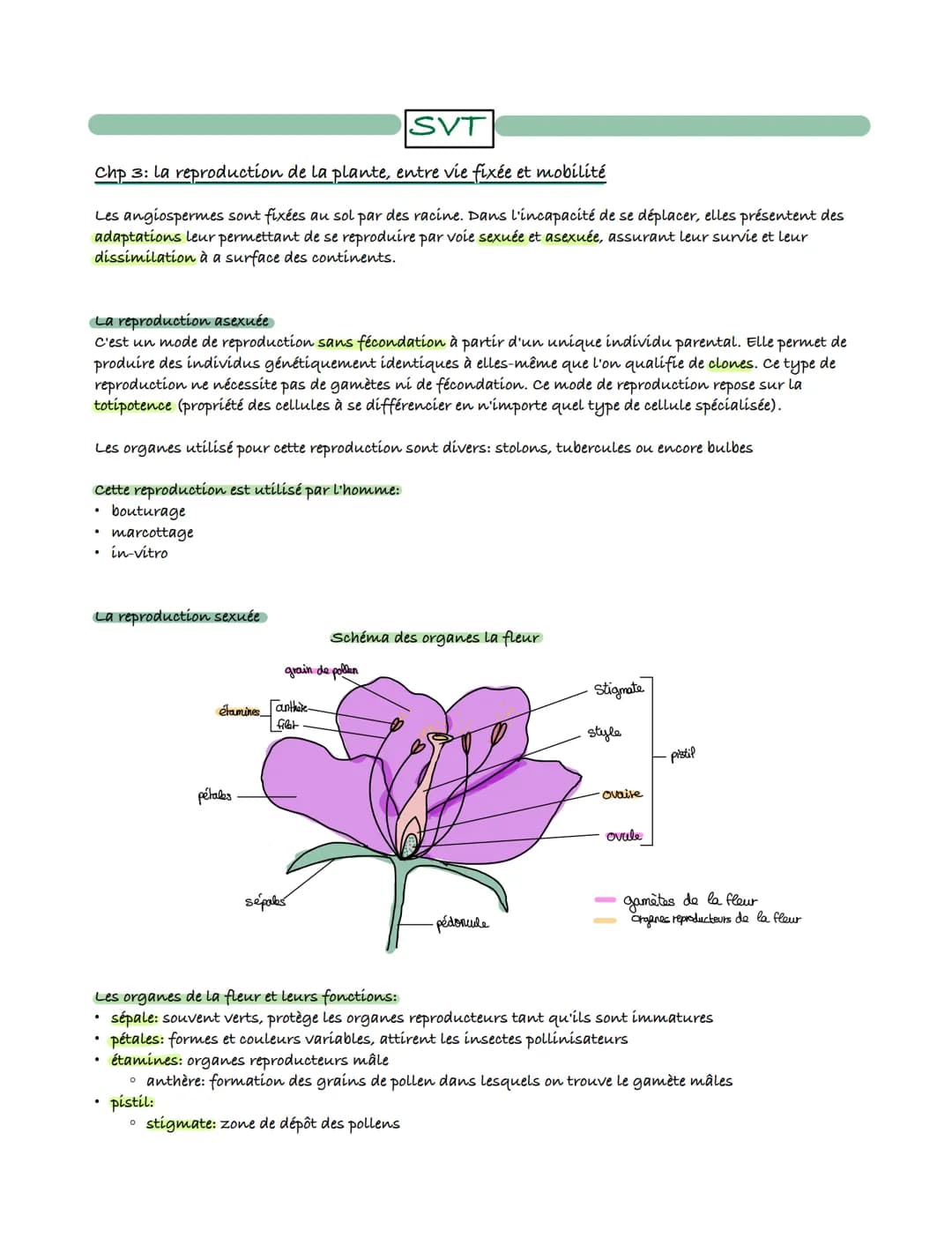 VT
Chp 3: la reproduction de la plante, entre vie fixée et mobilité
Les angiospermes sont fixées au sol par des racine. Dans l'incapacité de