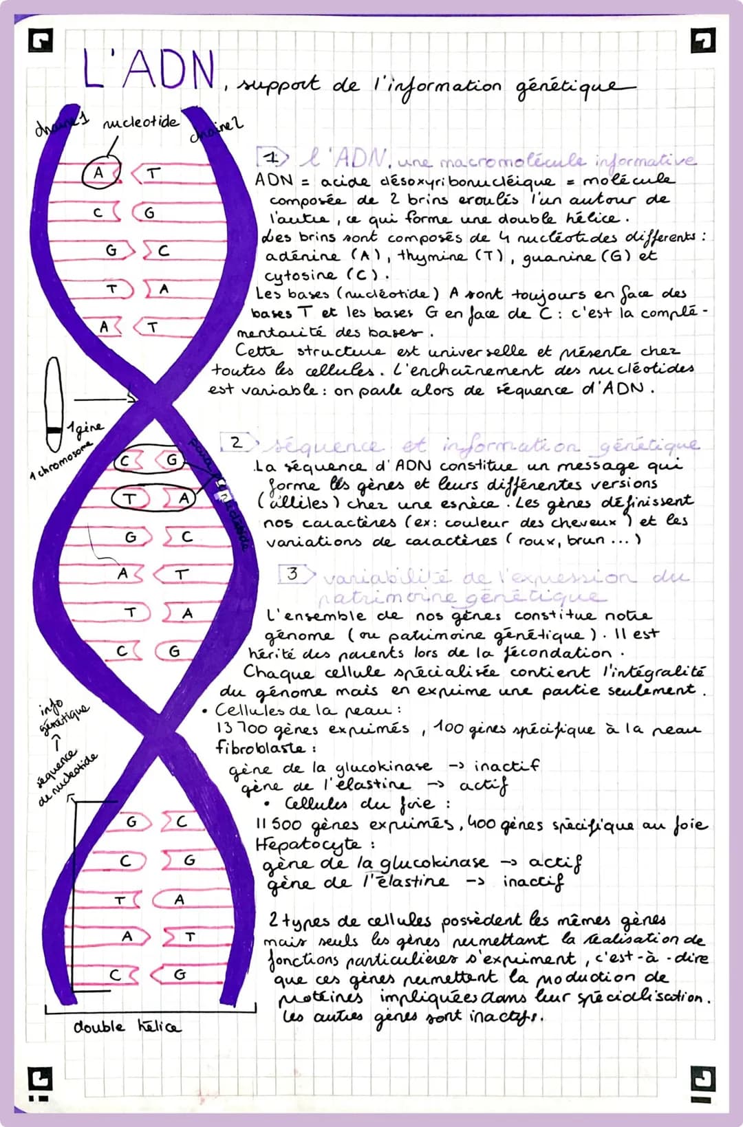 di
L'ADN, support de l'information génétique
nucleotide
A
info
génétique
с
1 chromosome
Agine
A
T
séquence
de nucleotide
A
T
с
с
G
T
A
C
T
G