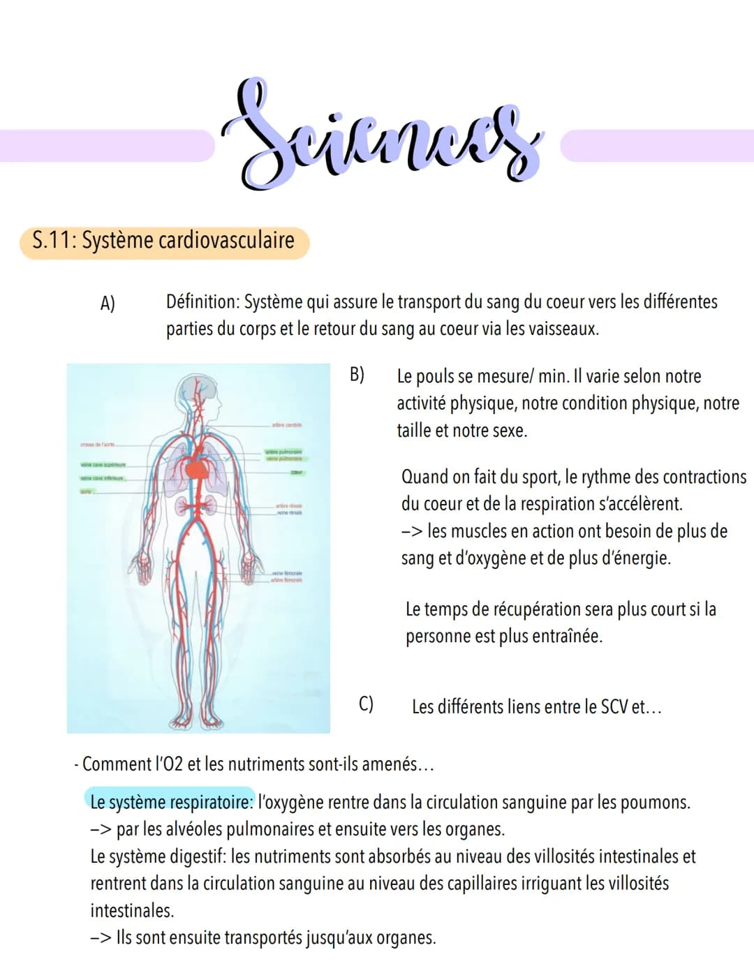  S.11: Système cardiovasculaire
A)
Scieness
veine cave supérieure
Définition: Système qui assure le transport du sang du coeur vers les diff