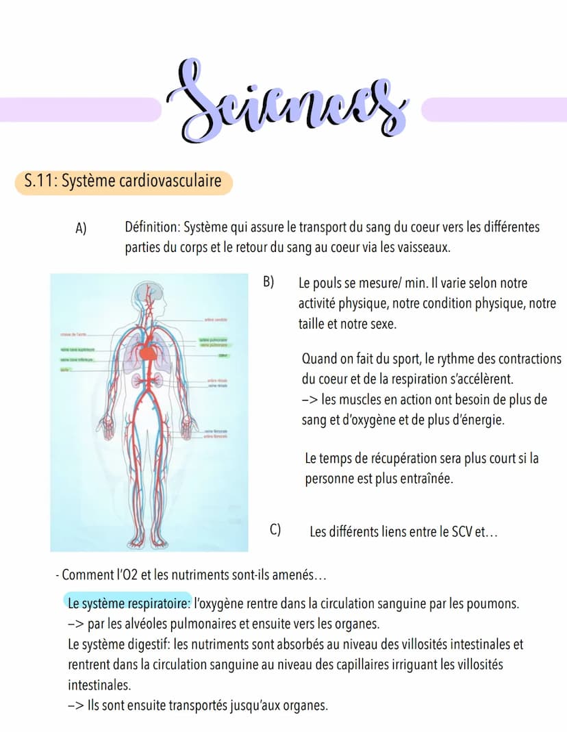  S.11: Système cardiovasculaire
A)
Scieness
veine cave supérieure
Définition: Système qui assure le transport du sang du coeur vers les diff