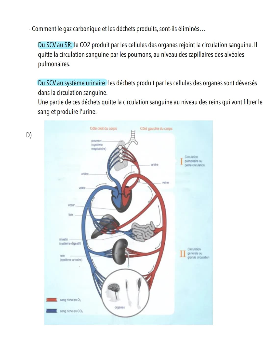  S.11: Système cardiovasculaire
A)
Scieness
veine cave supérieure
Définition: Système qui assure le transport du sang du coeur vers les diff
