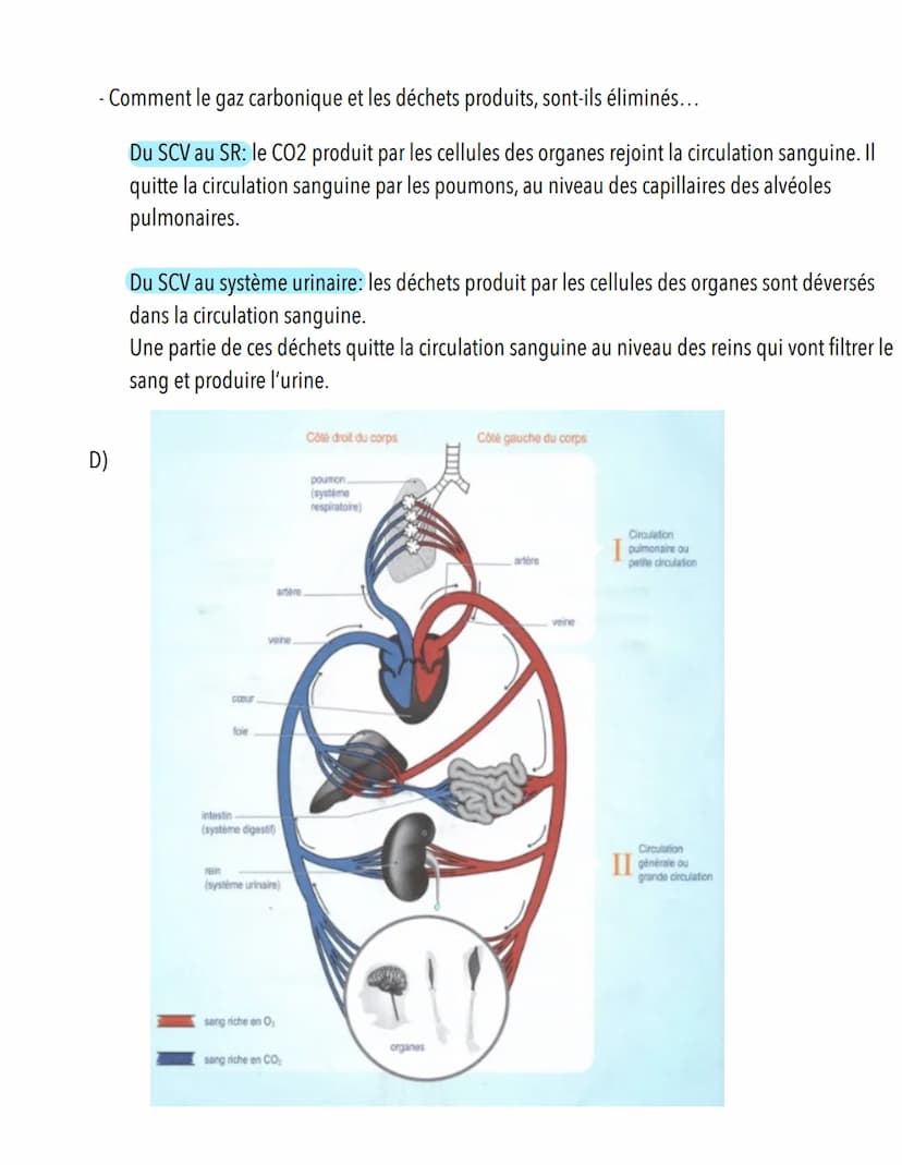  S.11: Système cardiovasculaire
A)
Scieness
veine cave supérieure
Définition: Système qui assure le transport du sang du coeur vers les diff