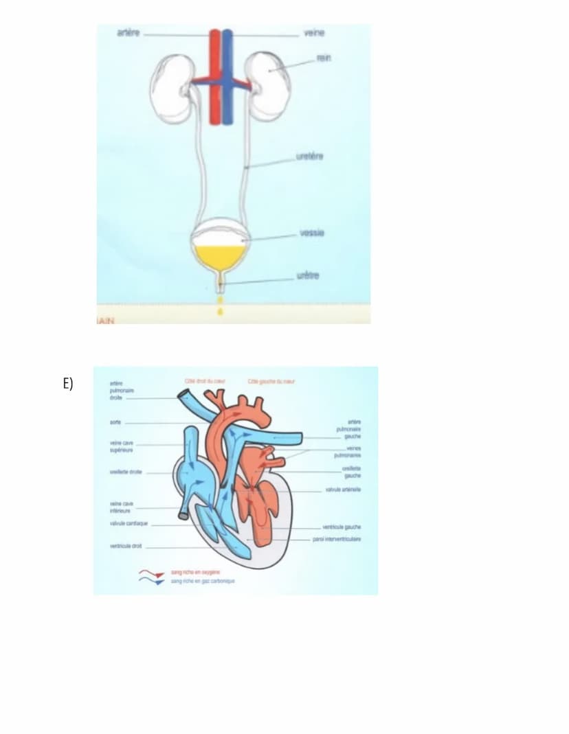  S.11: Système cardiovasculaire
A)
Scieness
veine cave supérieure
Définition: Système qui assure le transport du sang du coeur vers les diff