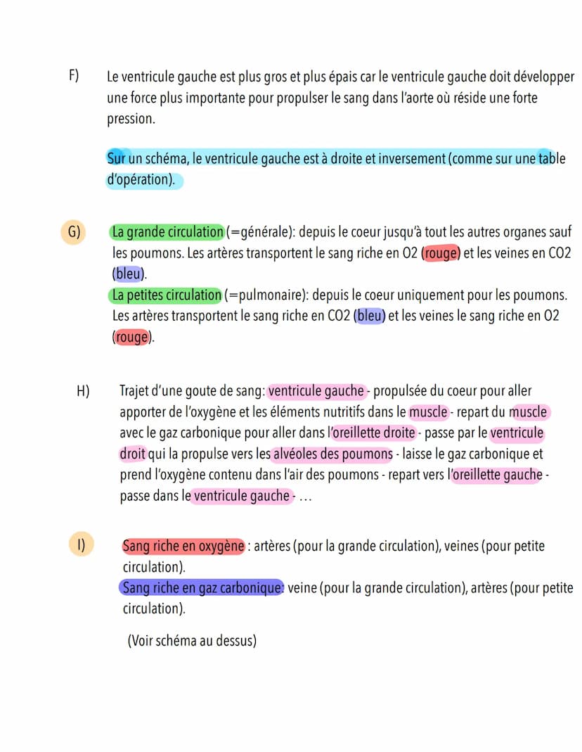  S.11: Système cardiovasculaire
A)
Scieness
veine cave supérieure
Définition: Système qui assure le transport du sang du coeur vers les diff