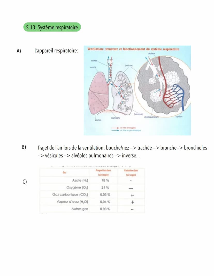  S.11: Système cardiovasculaire
A)
Scieness
veine cave supérieure
Définition: Système qui assure le transport du sang du coeur vers les diff