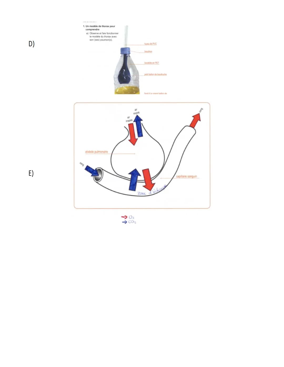  S.11: Système cardiovasculaire
A)
Scieness
veine cave supérieure
Définition: Système qui assure le transport du sang du coeur vers les diff