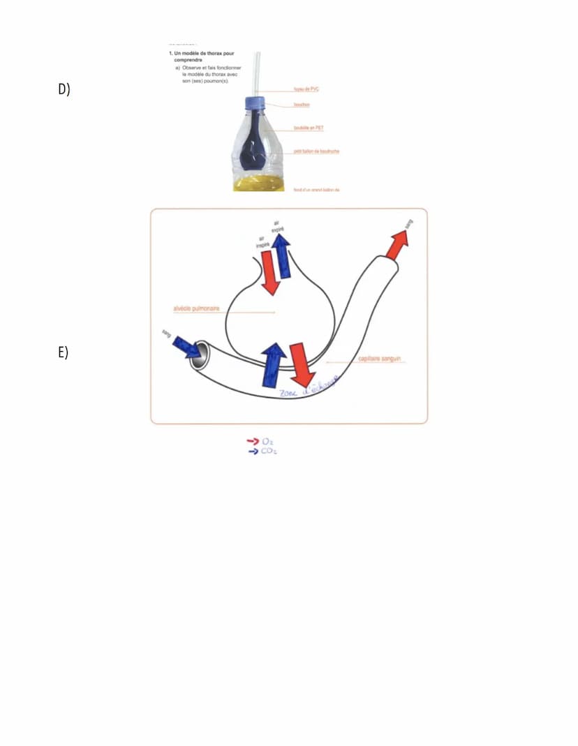  S.11: Système cardiovasculaire
A)
Scieness
veine cave supérieure
Définition: Système qui assure le transport du sang du coeur vers les diff