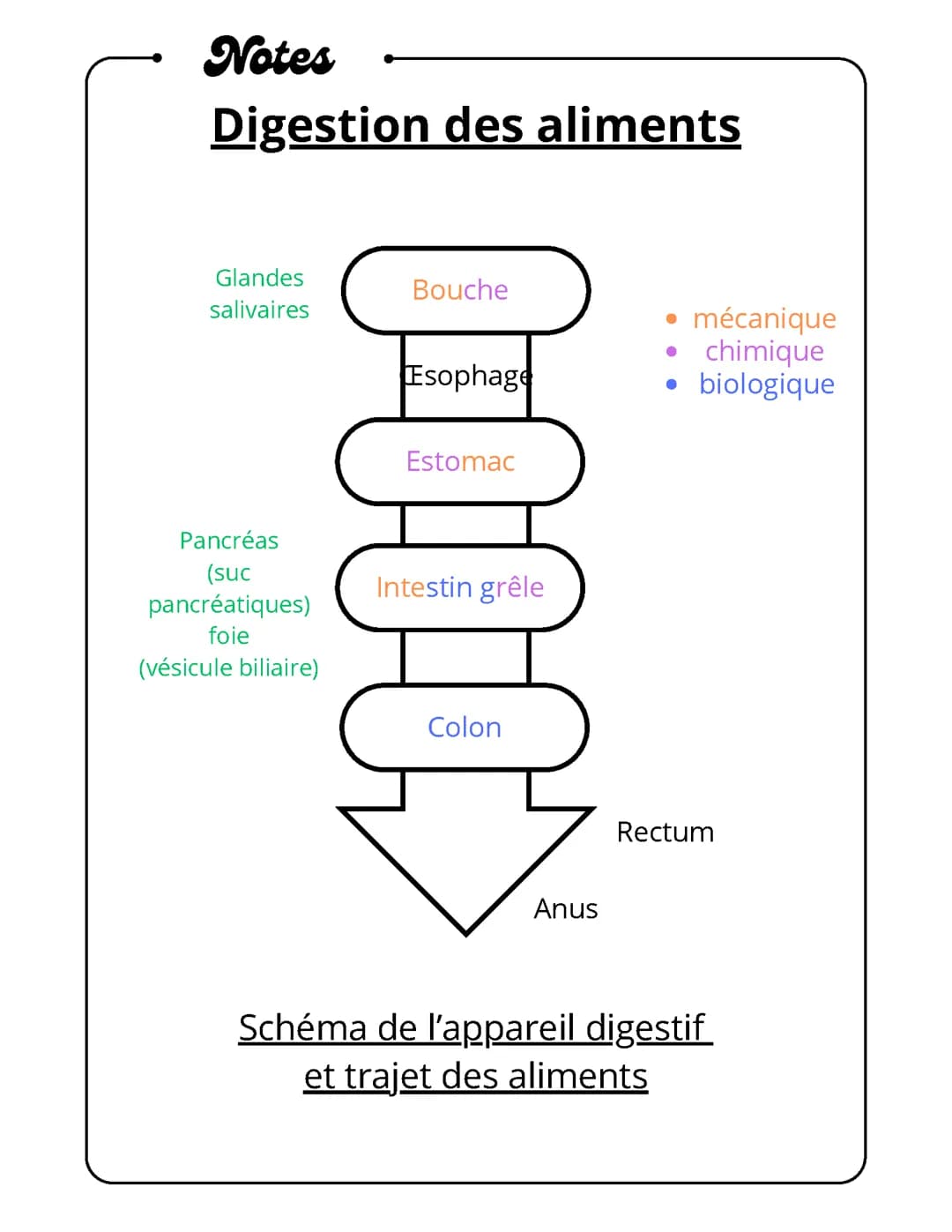 Digestion des aliments